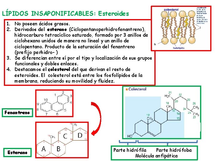 LÍPIDOS INSAPONIFICABLES: Esteroides 1. No poseen ácidos grasos. 2. Derivados del esterano (Ciclopentanoperhidrofenantreno), hidrocarburo