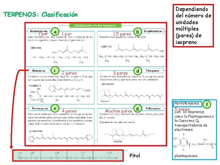 TERPENOS: Clasificación 1 par a c e 1 par 1, 5 pares b 2