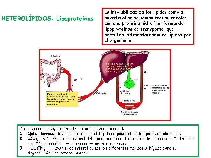 HETEROLÍPIDOS: Lipoproteínas La insolubilidad de los lípidos como el colesterol se soluciona recubriéndolos con