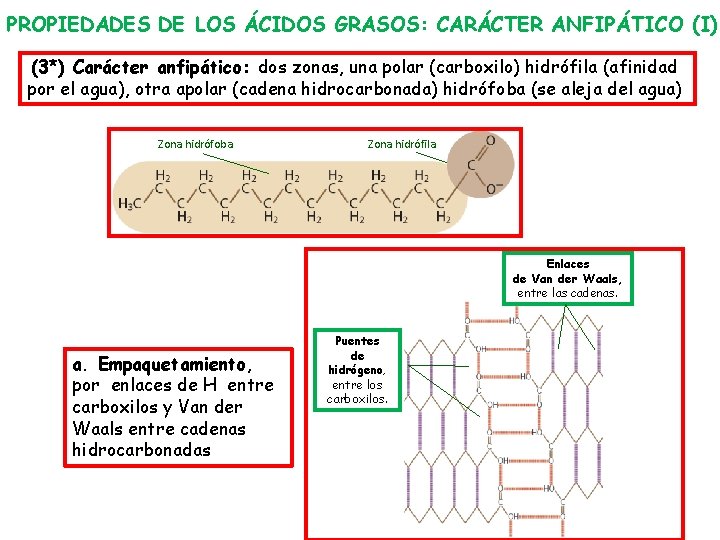 PROPIEDADES DE LOS ÁCIDOS GRASOS: CARÁCTER ANFIPÁTICO (I) (3*) Carácter anfipático: dos zonas, una