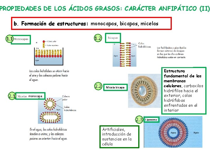 PROPIEDADES DE LOS ÁCIDOS GRASOS: CARÁCTER ANFIPÁTICO (II) b. Formación de estructuras: monocapas, bicapas,