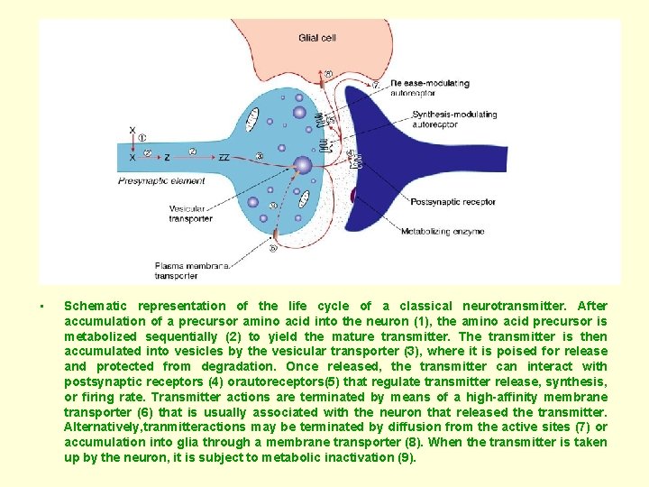 • Schematic representation of the life cycle of a classical neurotransmitter. After accumulation
