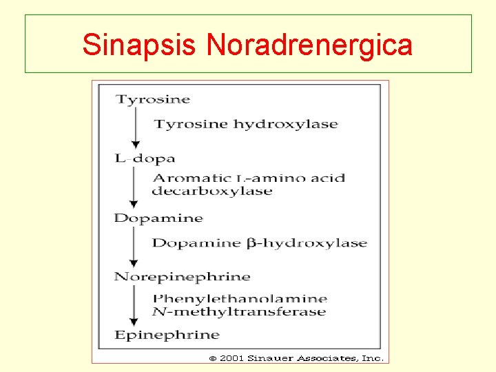 Sinapsis Noradrenergica 