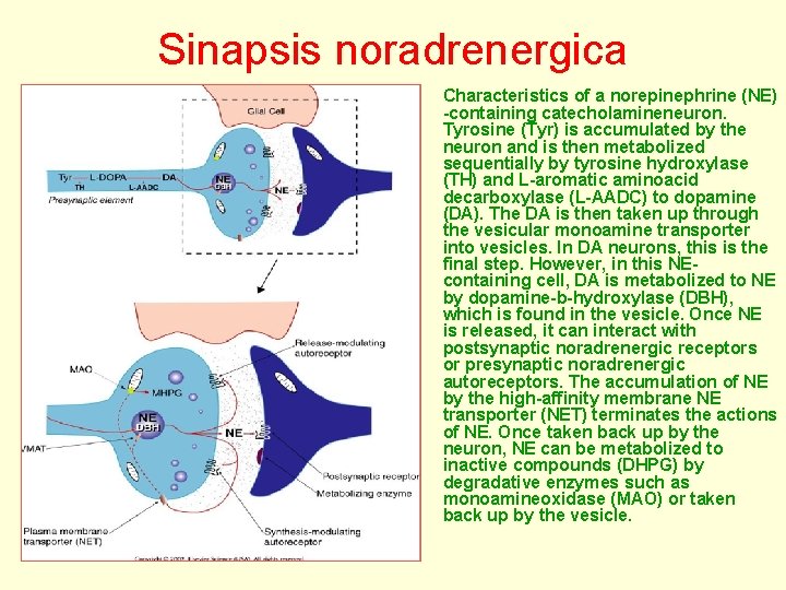 Sinapsis noradrenergica Characteristics of a norepinephrine (NE) -containing catecholamineneuron. Tyrosine (Tyr) is accumulated by