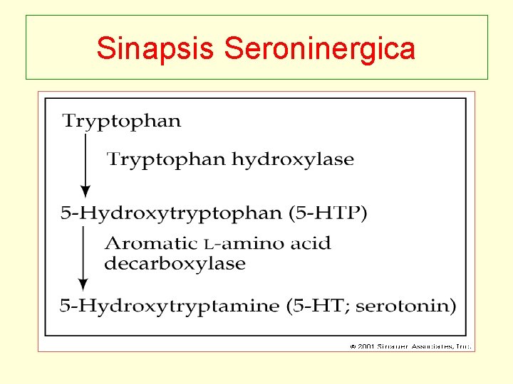 Sinapsis Seroninergica 