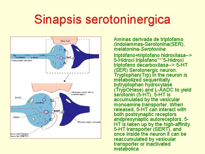 Sinapsis serotoninergica Aminas derivada de triptofamo (indolaminas-Serotonina(SER), melatonina-Serotonina triptófano+triptofano hidroxilasa--> 5 -Hidroxi triptofano***5 -Hidroxi