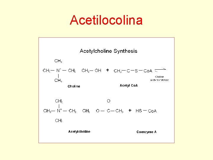 Acetilocolina 