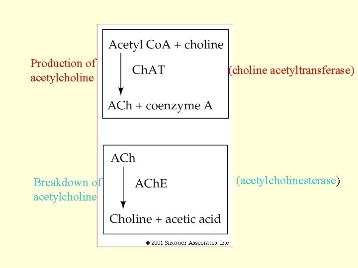 Production of acetylcholine Breakdown of acetylcholine (choline acetyltransferase) (acetylcholinesterase) 