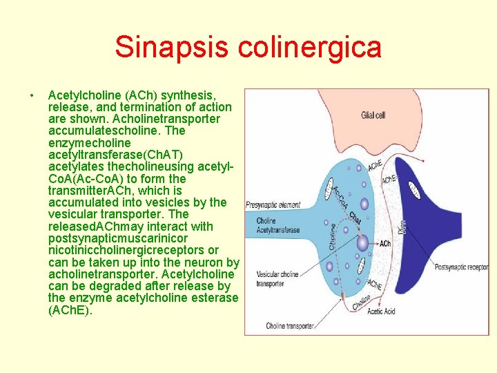 Sinapsis colinergica • Acetylcholine (ACh) synthesis, release, and termination of action are shown. Acholinetransporter