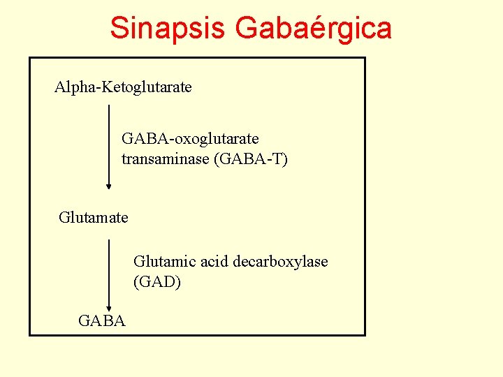 Sinapsis Gabaérgica Alpha-Ketoglutarate GABA-oxoglutarate transaminase (GABA-T) Glutamate Glutamic acid decarboxylase (GAD) GABA 