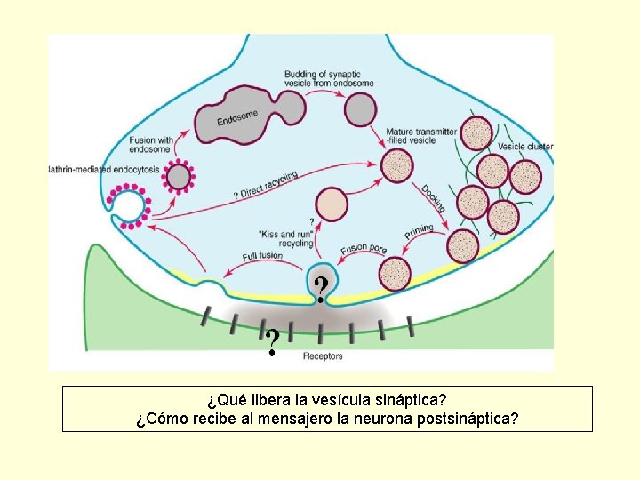 ¿Qué libera la vesícula sináptica? ¿Cómo recibe al mensajero la neurona postsináptica? 