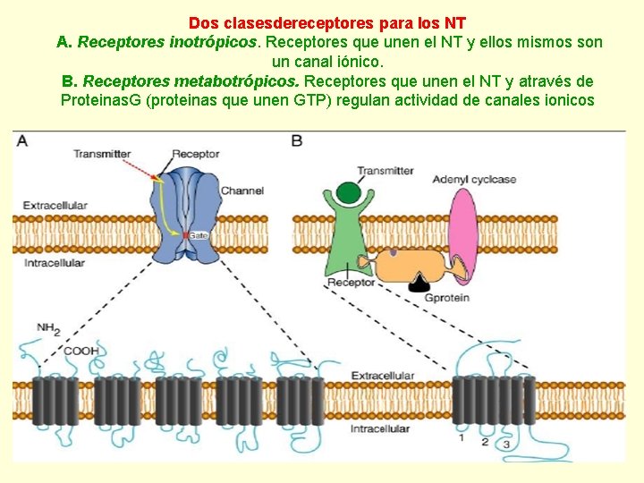 Dos clasesdereceptores para los NT A. Receptores inotrópicos. Receptores que unen el NT y