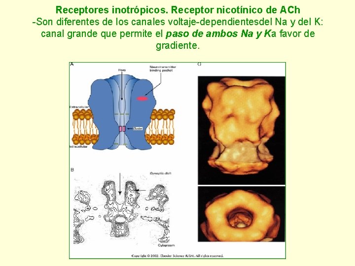 Receptores inotrópicos. Receptor nicotínico de ACh -Son diferentes de los canales voltaje-dependientesdel Na y