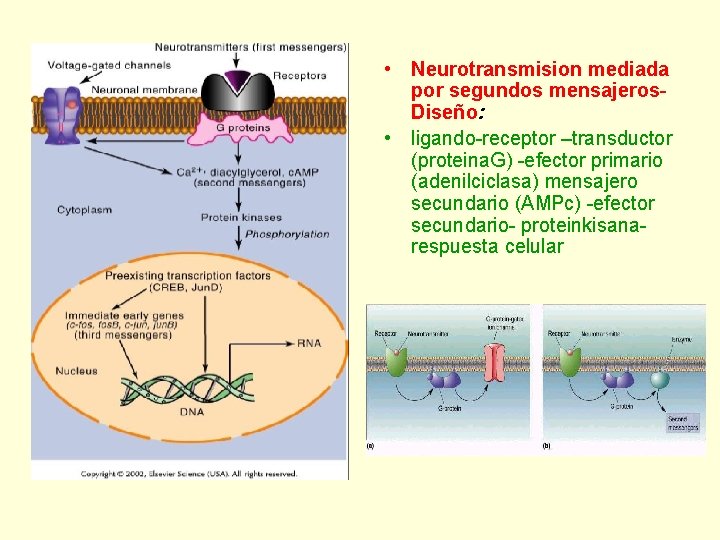  • Neurotransmision mediada por segundos mensajeros. Diseño: • ligando-receptor –transductor (proteina. G) -efector