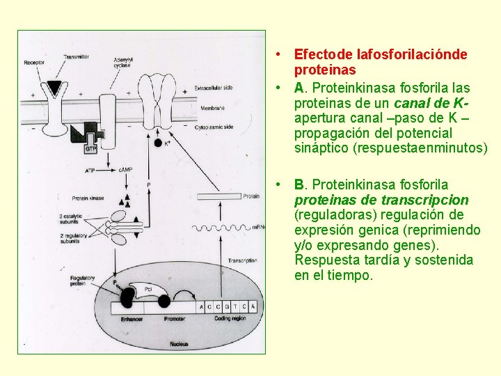  • Efectode lafosforilaciónde proteinas • A. Proteinkinasa fosforila las proteinas de un canal