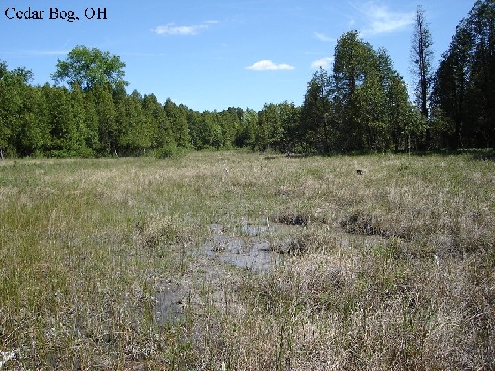 Cedar Bog, OH 