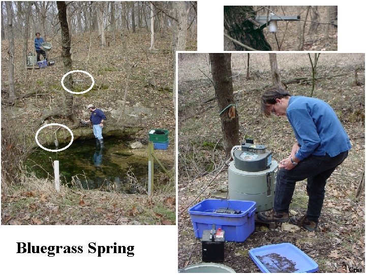 Bluegrass Spring Criss 