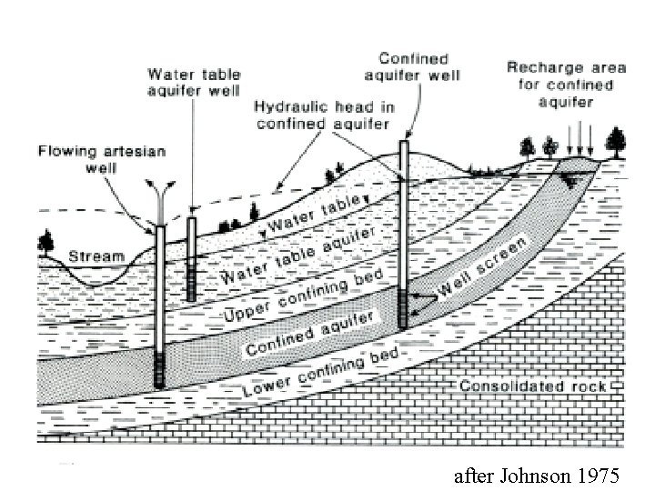after Johnson 1975 