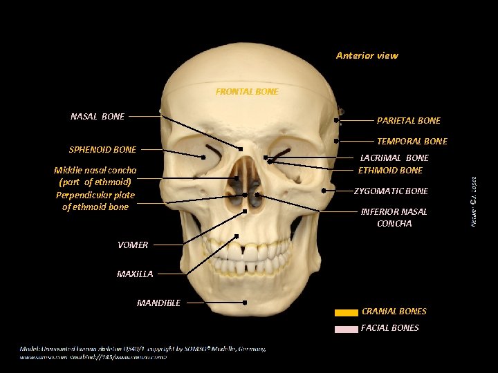 Anterior view FRONTAL BONE NASAL BONE PARIETAL BONE TEMPORAL BONE SPHENOID BONE LACRIMAL BONE