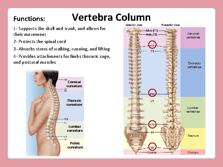 Functions: Vertebra Column 1 - Supports the skull and trunk, and allows for their