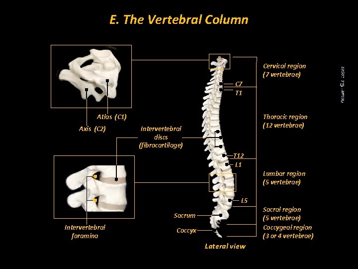 E. The Vertebral Column Cervical region (7 vertebrae) C 7 T 1 Atlas (C