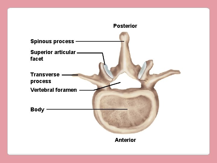 Posterior Spinous process Superior articular facet Transverse process Vertebral foramen Body Anterior 