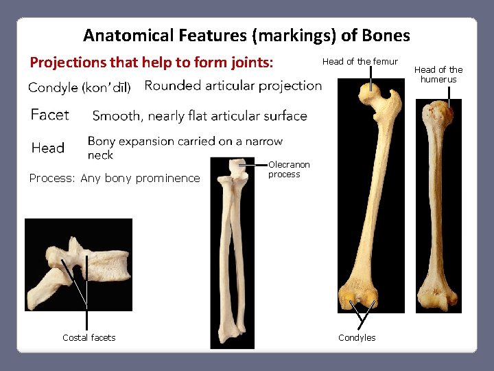 Anatomical Features (markings) of Bones Projections that help to form joints: Process: Any bony