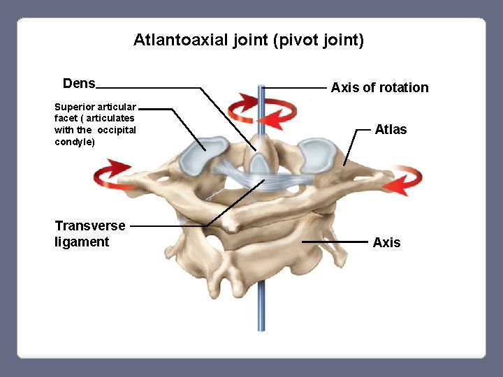 Atlantoaxial joint (pivot joint) Dens Superior articular facet ( articulates with the occipital condyle)