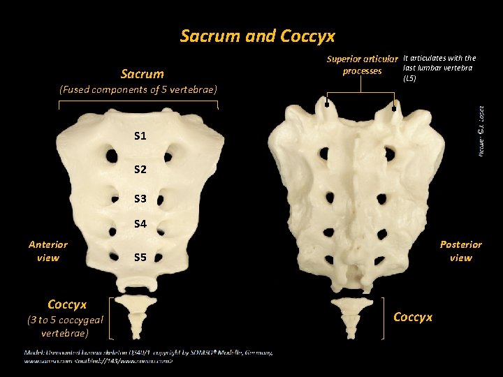 Sacrum and Coccyx Sacrum (Fused components of 5 vertebrae) Superior articular It articulates with