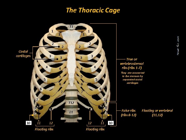 The Thoracic Cage T 1 1 2 Costal cartilages 3 4 5 6 2