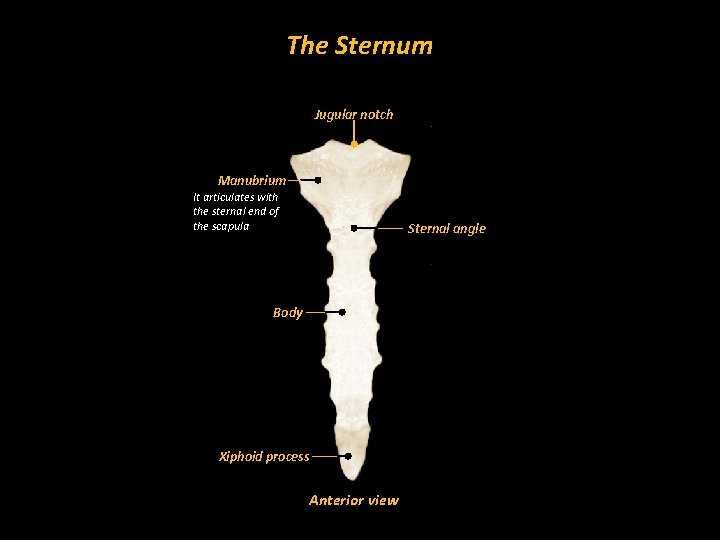 The Sternum Jugular notch Manubrium It articulates with the sternal end of the scapula