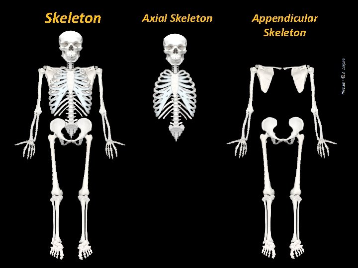 Skeleton Axial Skeleton Appendicular Skeleton 