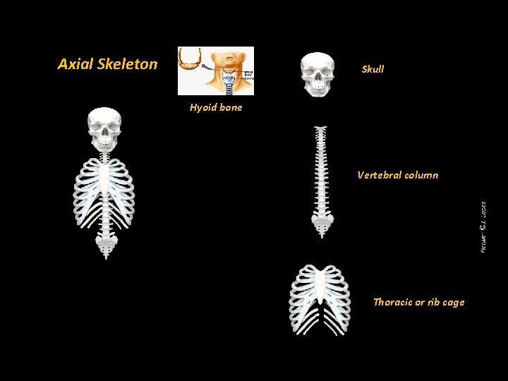 Axial Skeleton Skull Hyoid bone Vertebral column Thoracic or rib cage 