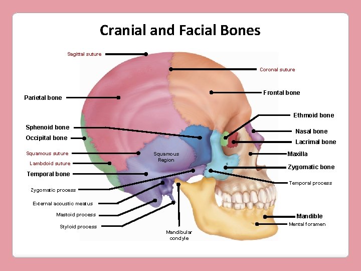 Cranial and Facial Bones Sagittal suture Coronal suture Frontal bone Parietal bone Ethmoid bone