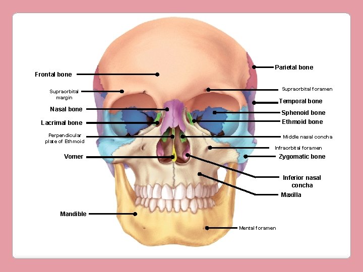 Parietal bone Frontal bone Supraorbital foramen Supraorbital margin Temporal bone Nasal bone Sphenoid bone
