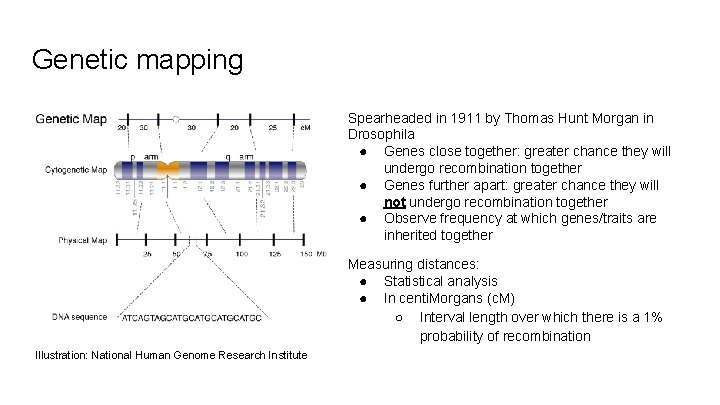 Genetic mapping Spearheaded in 1911 by Thomas Hunt Morgan in Drosophila ● Genes close