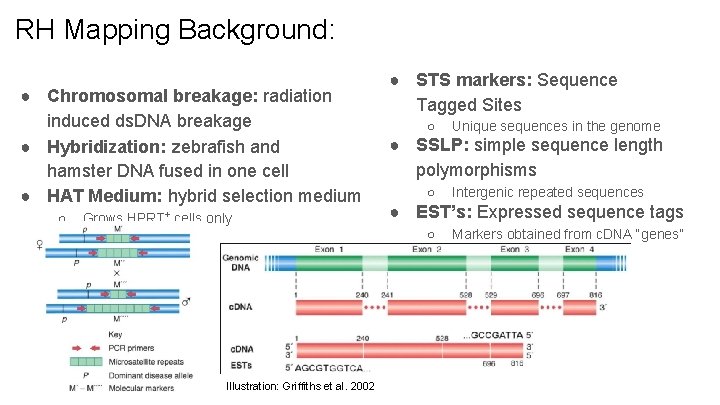 RH Mapping Background: ● Chromosomal breakage: radiation induced ds. DNA breakage ● Hybridization: zebrafish
