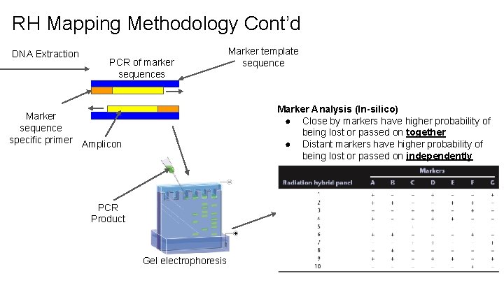 RH Mapping Methodology Cont’d DNA Extraction PCR of marker sequences Marker template sequence Marker