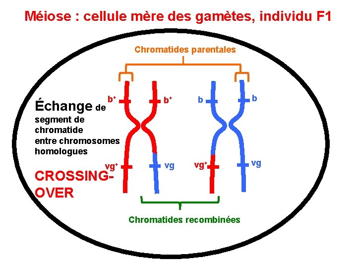 Méiose : cellule mère des gamètes, individu F 1 Chromatides parentales Échange de b+