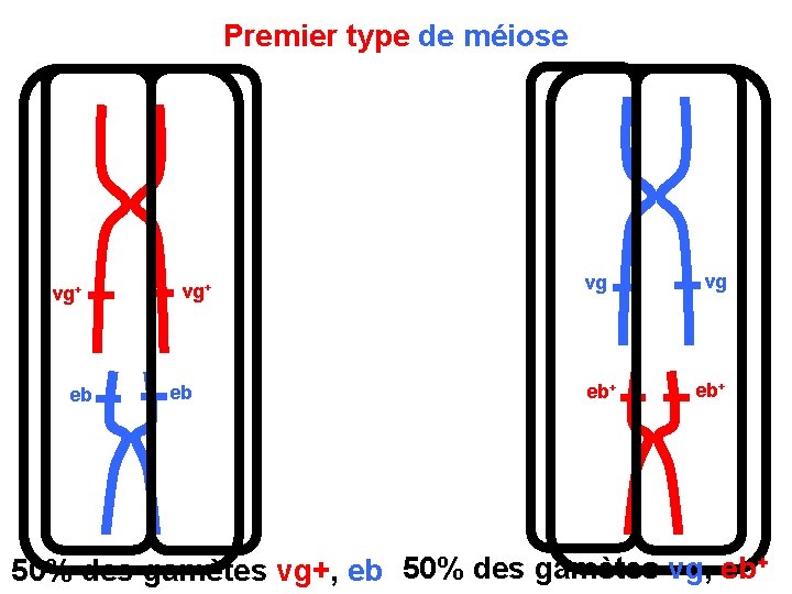 Premier type de méiose vg+ eb vg eb+ 50% des gamètes vg+, eb 50%