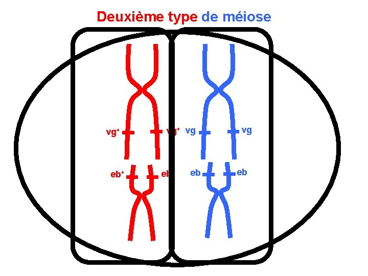 Deuxième type de méiose vg+ eb+ vg eb+ eb vg eb 