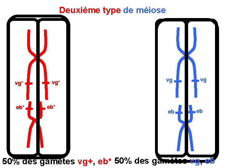 Deuxième type de méiose vg+ eb+ vg eb 50% des gamètes vg+, eb+ 50%