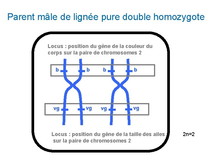 Parent mâle de lignée pure double homozygote Locus : position du gène de la