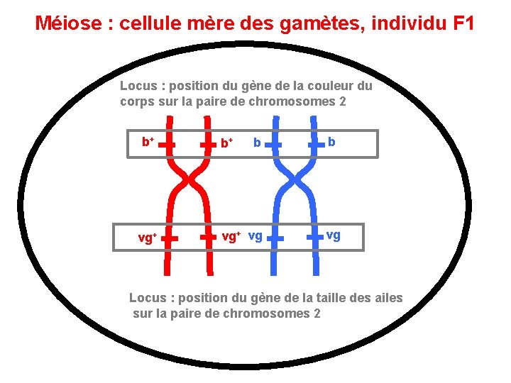 Méiose : cellule mère des gamètes, individu F 1 Locus : position du gène