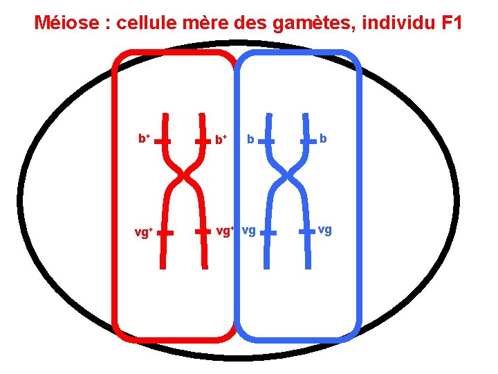 Méiose : cellule mère des gamètes, individu F 1 b+ vg+ b+ b vg+