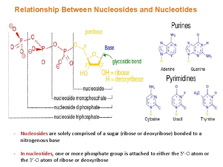 Relationship Between Nucleosides and Nucleotides - Nucleosides are solely comprised of a sugar (ribose