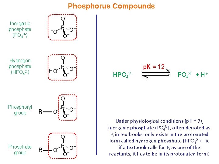 Phosphorus Compounds Inorganic phosphate (PO 43 -) Hydrogen phosphate (HPO 42 -) Phosphoryl group