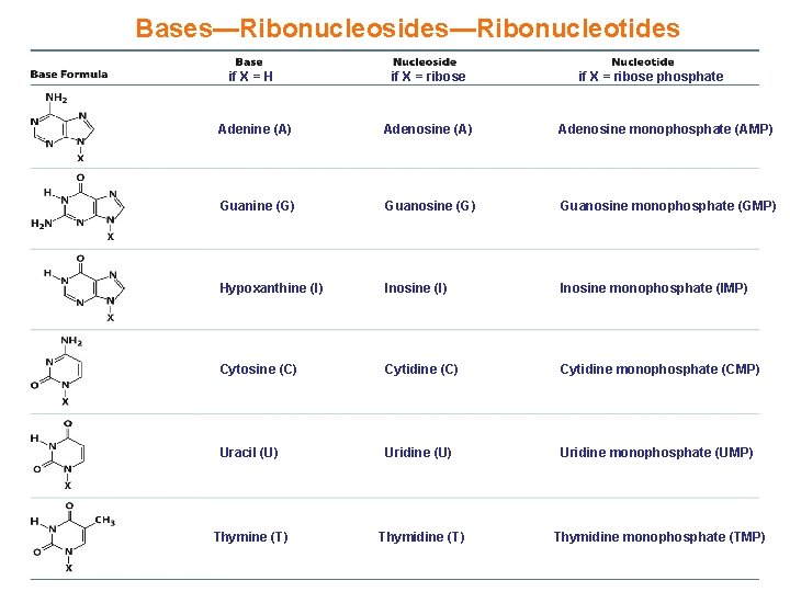 Bases—Ribonucleosides—Ribonucleotides if X = H if X = ribose phosphate Adenine (A) Adenosine monophosphate