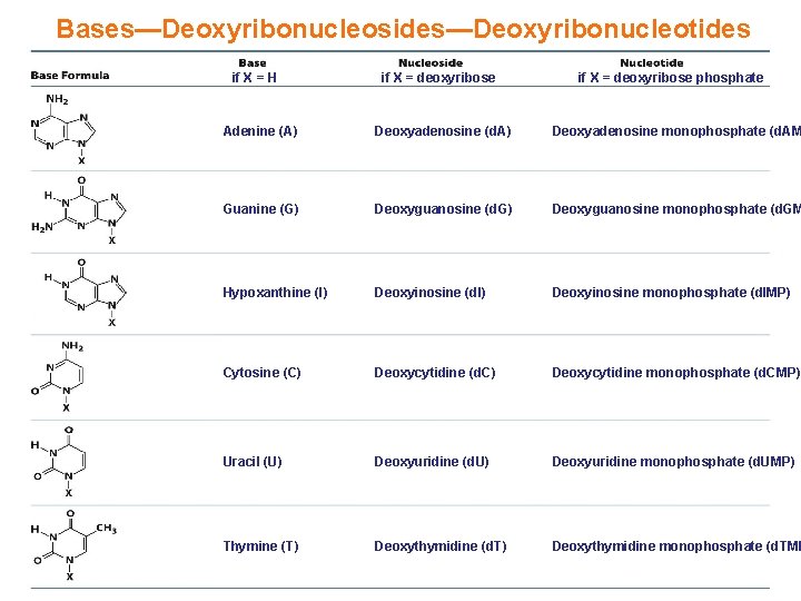 Bases—Deoxyribonucleosides—Deoxyribonucleotides if X = H if X = deoxyribose phosphate Adenine (A) Deoxyadenosine (d.
