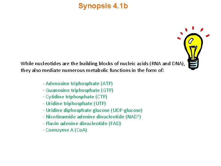 Synopsis 4. 1 b While nucleotides are the building blocks of nucleic acids (RNA